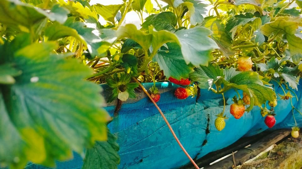 Strawberry Plantation