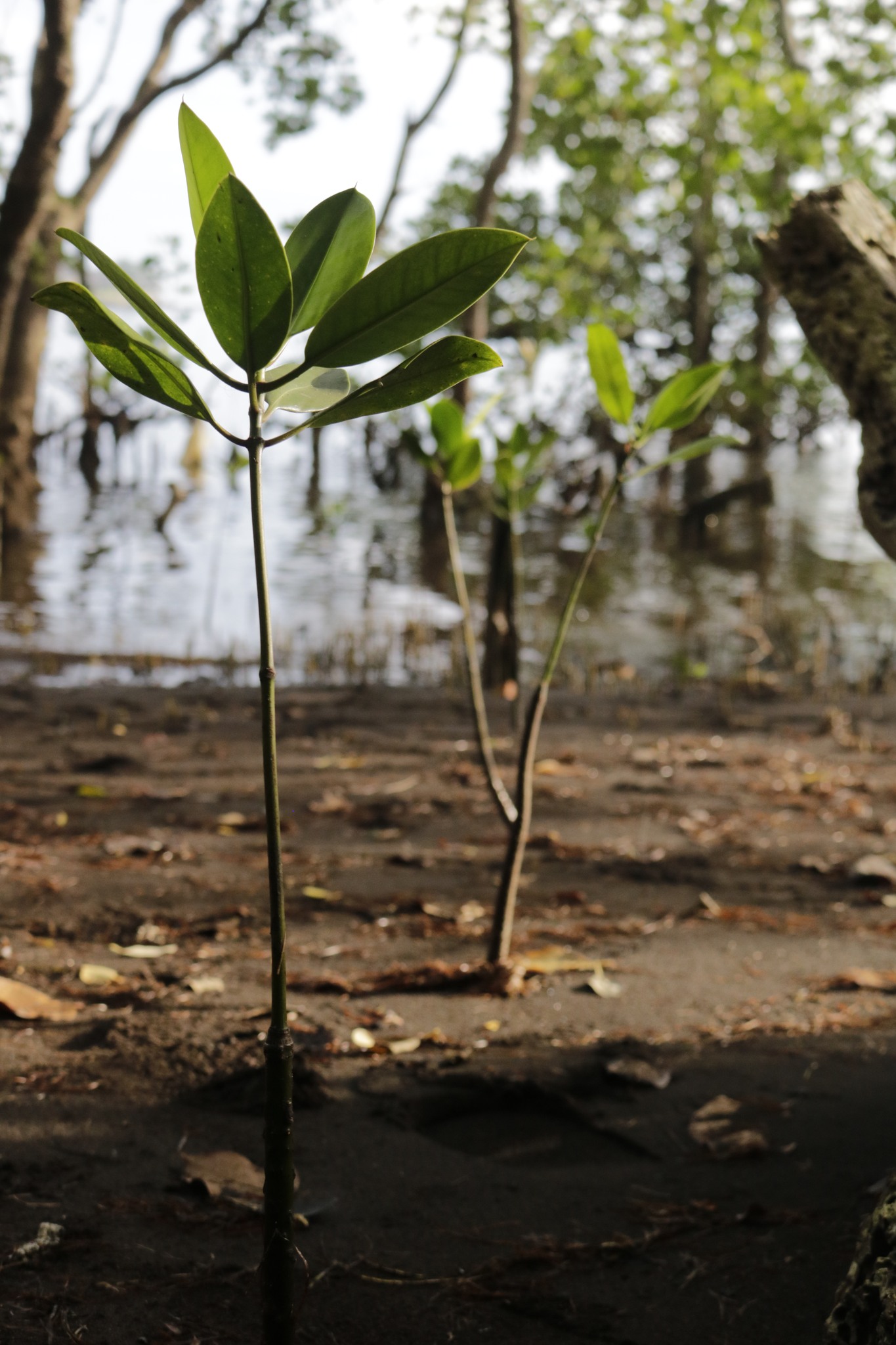 ENVIRONMENT MONTH